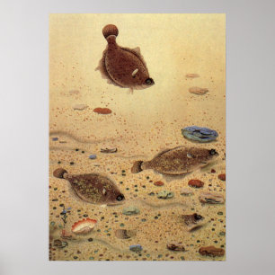 bot- en zeeboten poster