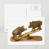 Bot hoofd Varkens Briefkaart (Voorkant / Achterkant)