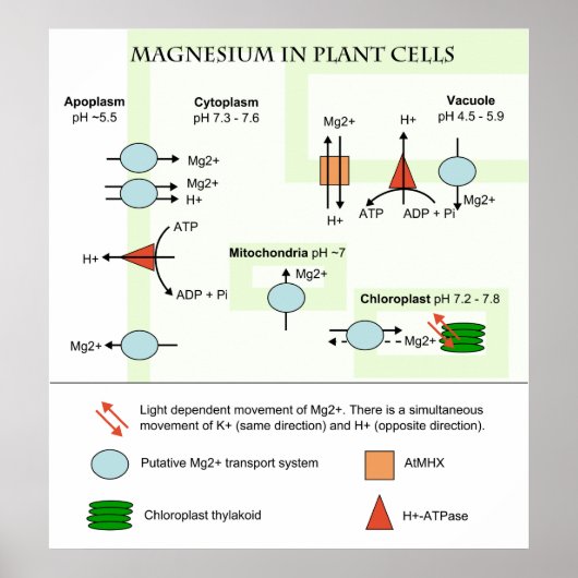 Botandiagram van magnesium in Planten cellen Poster (Voorkant)