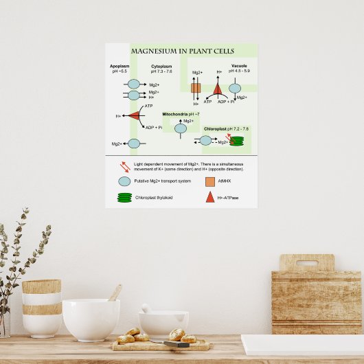 Botandiagram van magnesium in Planten cellen Poster (Keuken)