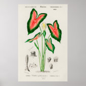 Botanical Boho Caladium Pink and Green Poster (Voorkant)
