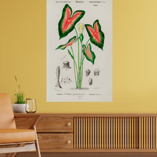 Botanical Caladium Illustration Poster (Woonkamer 2)