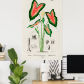 Botanical Caladium Illustration Poster (Thuiskantoor)