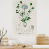Botanical Garden Blue Wildflower Illustration Poster (Keuken)