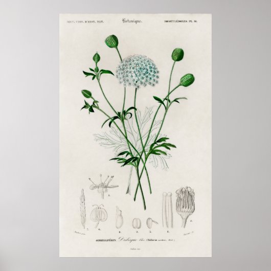 Botanical Garden Blue Wildflower Illustration Poster (Voorkant)