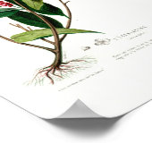  Botanical Le Carlatine Flore d Amerique Poster (Hoek)