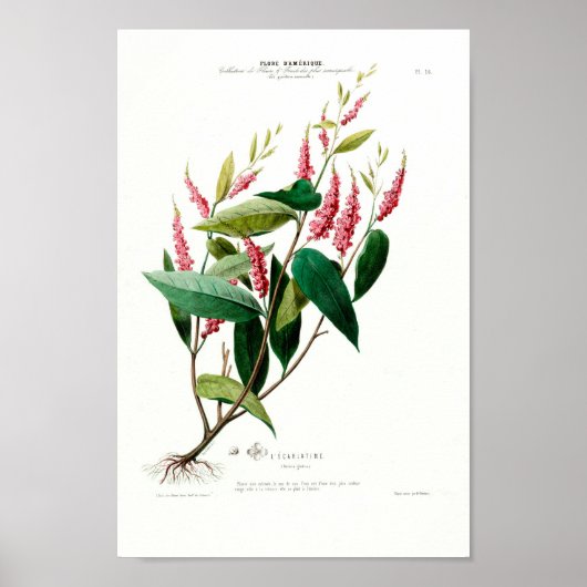  Botanical Le Carlatine Flore d Amerique Poster (Voorkant)
