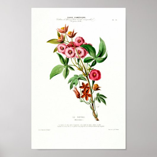  Botanical Le Noyau Flore D Amerique Poster (Voorkant)