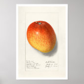 BOTANICAL "MANGO" AMANDA ALMIRA NEWTON POSTER (Voorkant)