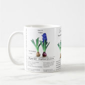 Botanical mug Hyacinth in my garden.  Koffiemok (Links)