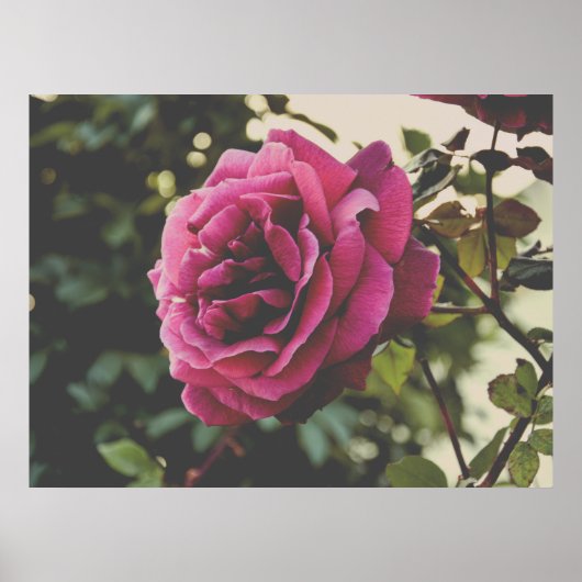 Botanical nature Wall Art Rose Print (Voorkant)