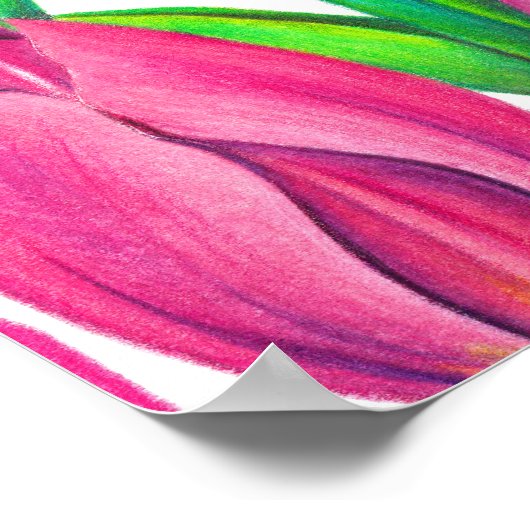 Botanical Pink Tulips Drawing Poster (Hoek)