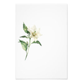 Botanical Red Pepper Watercolor Art Print-Stage1 Foto Afdruk