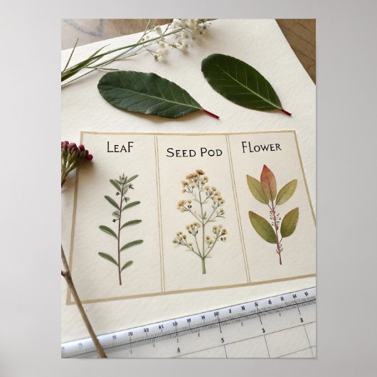 Botanical Scientific Plate Poster (Voorkant)