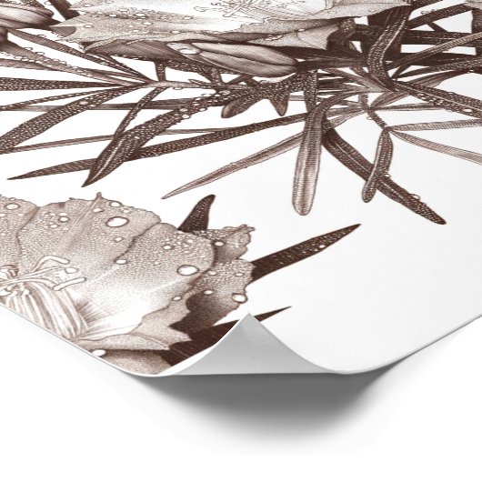 Botanical Study - Desert Wildflowers Poster (Hoek)