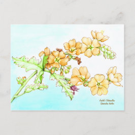 Botanical wildflower watercolor, globemallow briefkaart