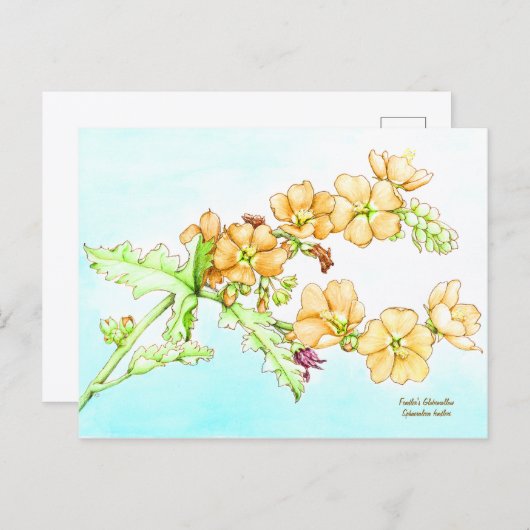 Botanical wildflower watercolor, globemallow briefkaart (Voorkant / Achterkant)