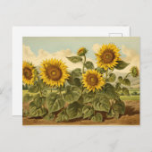  Botanicals Zonnebloementuin Briefkaart (Voorkant / Achterkant)