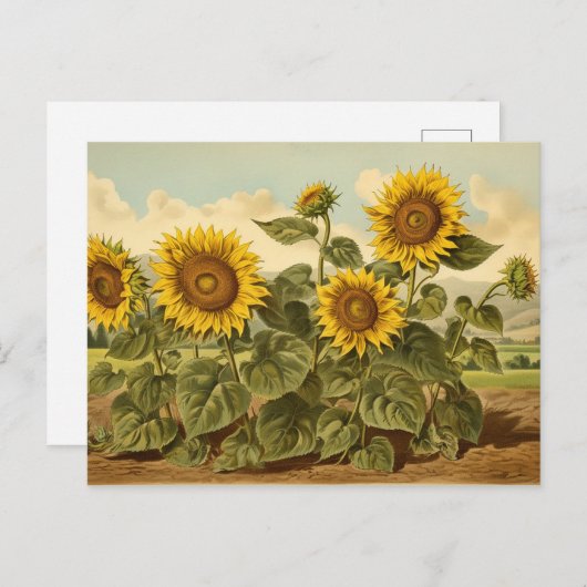  Botanicals Zonnebloementuin Briefkaart (Voorkant / Achterkant)