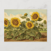  Botanicals Zonnebloementuin Briefkaart (Voorkant)