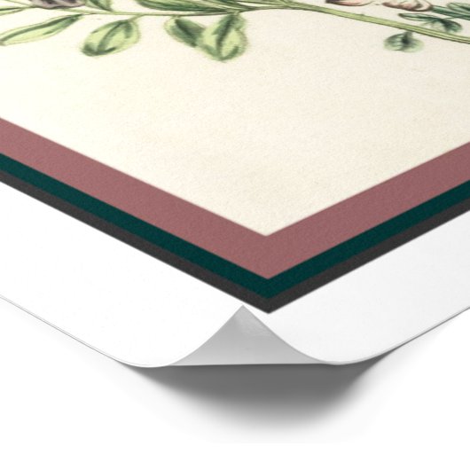  botanisch afdrukken 16 x 20 poster (Hoek)