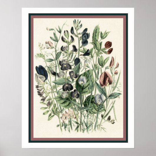 botanisch afdrukken 16 x 20 poster (Voorkant)