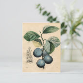 botanisch afdrukken - Plum Briefkaart (Staand voorkant)