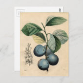 botanisch afdrukken - Plum Briefkaart (Voorkant / Achterkant)
