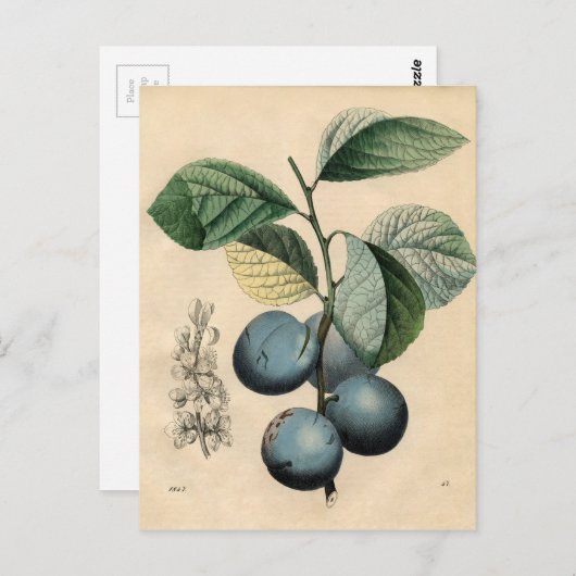  botanisch afdrukken - Plum Briefkaart (Voorkant / Achterkant)