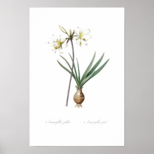  BOTANISCH BELLADONNA LICHT POSTER