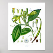 Botanisch bij:Vanilla-Planten Poster (Voorkant)