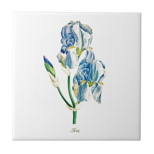botanisch blauw irisbloem tegeltje (Voorkant)