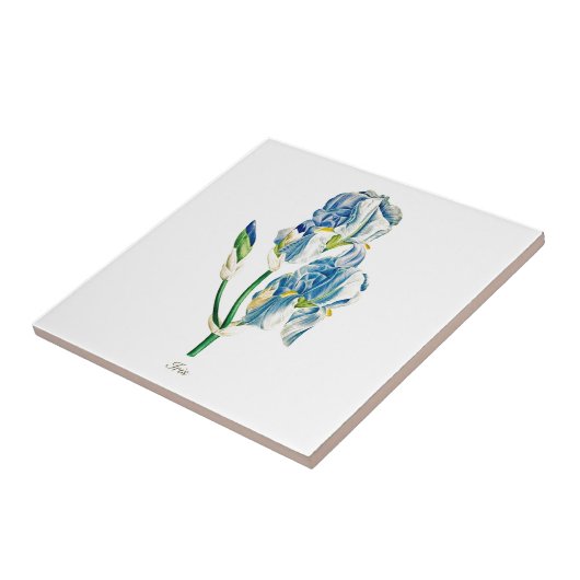 botanisch blauw irisbloem tegeltje (Zijkant)