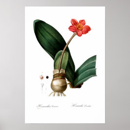 BOTANISCH BLOED LILY POSTER