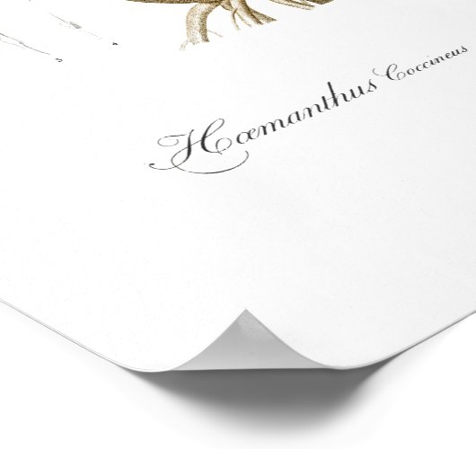  BOTANISCH BLOED LILY POSTER (Hoek)