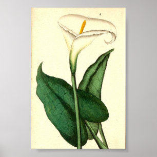 Botanisch  Bloem Poster