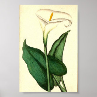 Botanisch  Bloem Poster