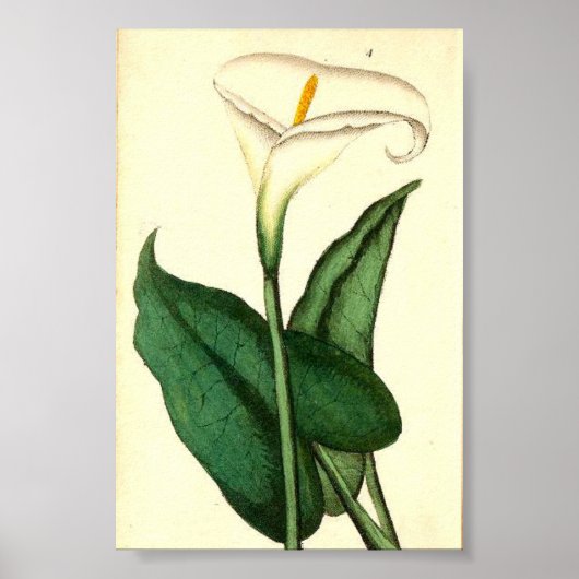 Botanisch  Bloem Poster (Voorkant)