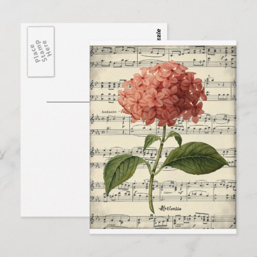 botanisch briefkaart met roze hortensie (Voorkant / Achterkant)