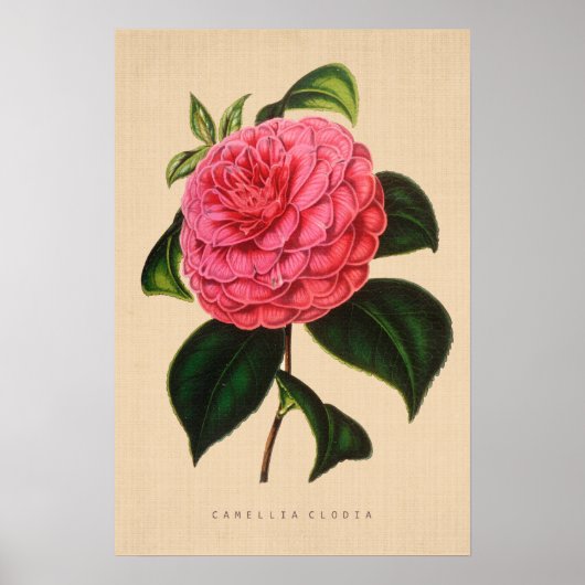  botanisch - Camellia Clodia Poster (Voorkant)