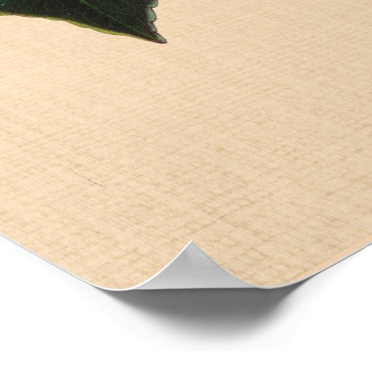 botanisch - Camellia Clodia Poster (Hoek)