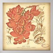 botanisch canvas. poster (Voorkant)
