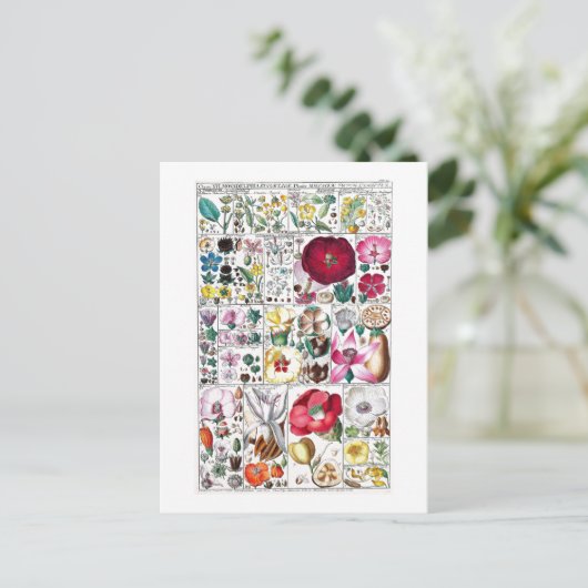  BOTANISCH COLLECTIE BRIEFKAART (Staand voorkant)