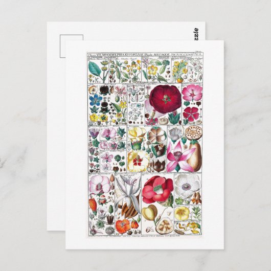  BOTANISCH COLLECTIE BRIEFKAART (Voorkant / Achterkant)