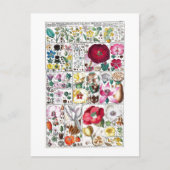  BOTANISCH COLLECTIE BRIEFKAART (Voorkant)