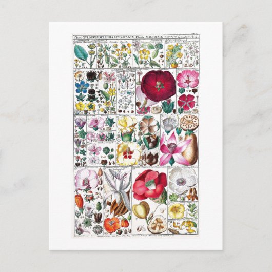  BOTANISCH COLLECTIE BRIEFKAART (Voorkant)