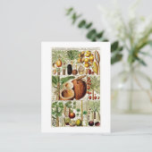 BOTANISCH COLLECTIE KOLOM BRIEFKAART (Staand voorkant)