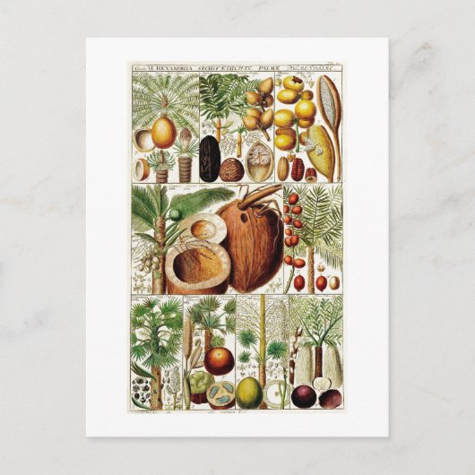 BOTANISCH COLLECTIE KOLOM BRIEFKAART (Voorkant)