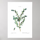  BOTANISCH "CREEPING WILLOW" REDOUTÉ POSTER (Voorkant)