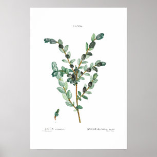  BOTANISCH "CREEPING WILLOW" REDOUTÉ POSTER